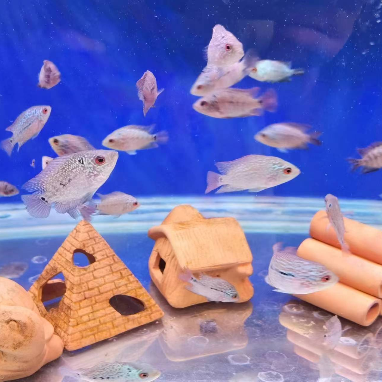 精品罗汉鱼苗（直播间视频选鱼）