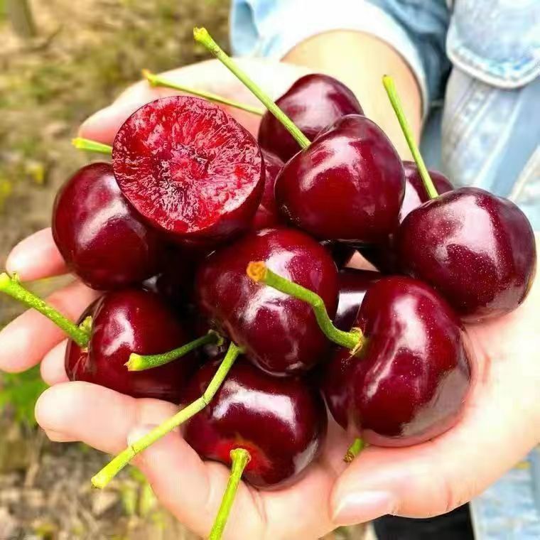  智利海运4J车厘子  2.5kg智利