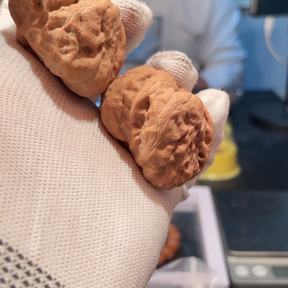 【闪购商品】文玩核桃把件我****锅4302蛤蟆一帆风顺
