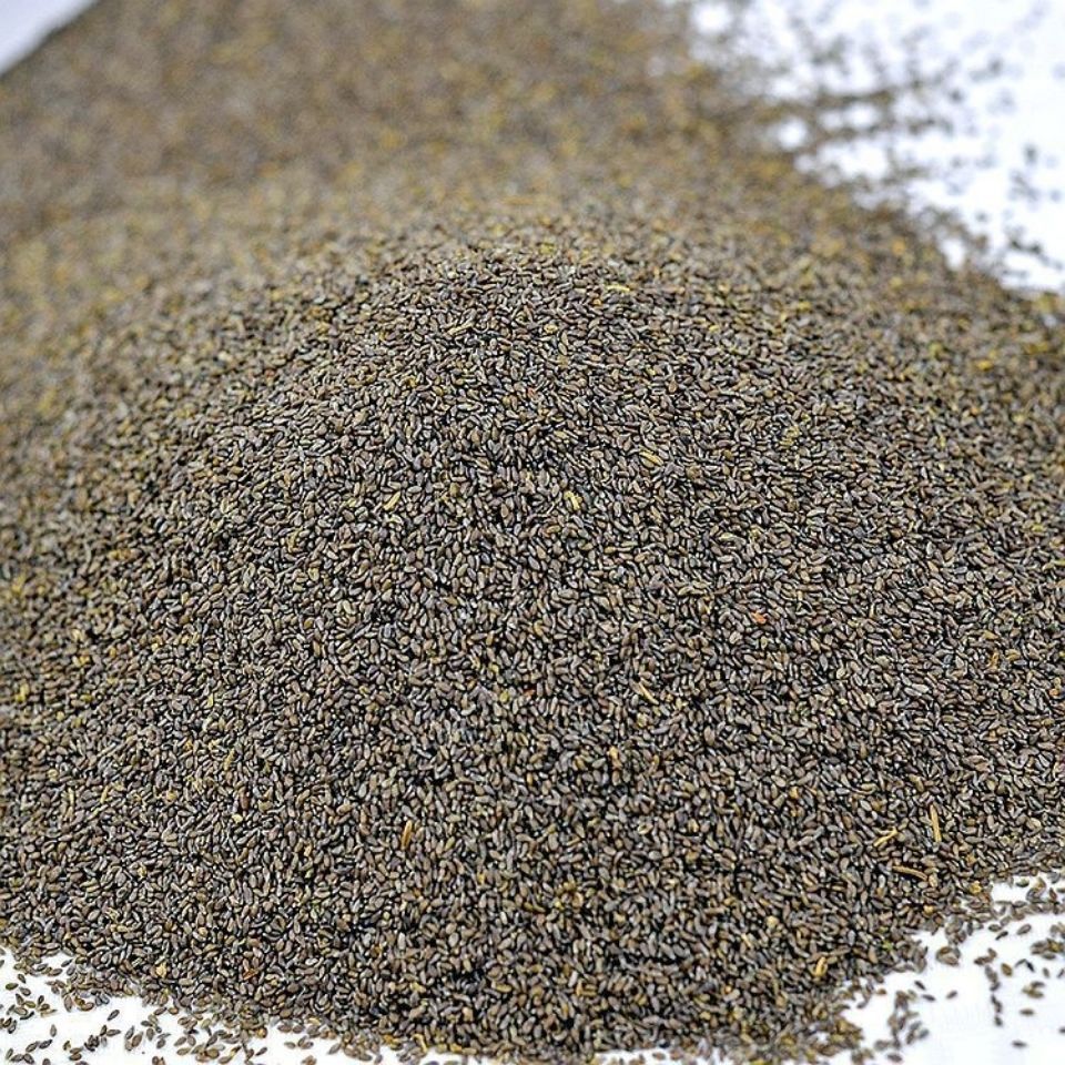 沙蒿种子沙蒿籽沙蒿子防沙固沙牧草籽固土护坡荒漠植被牧草种子籽