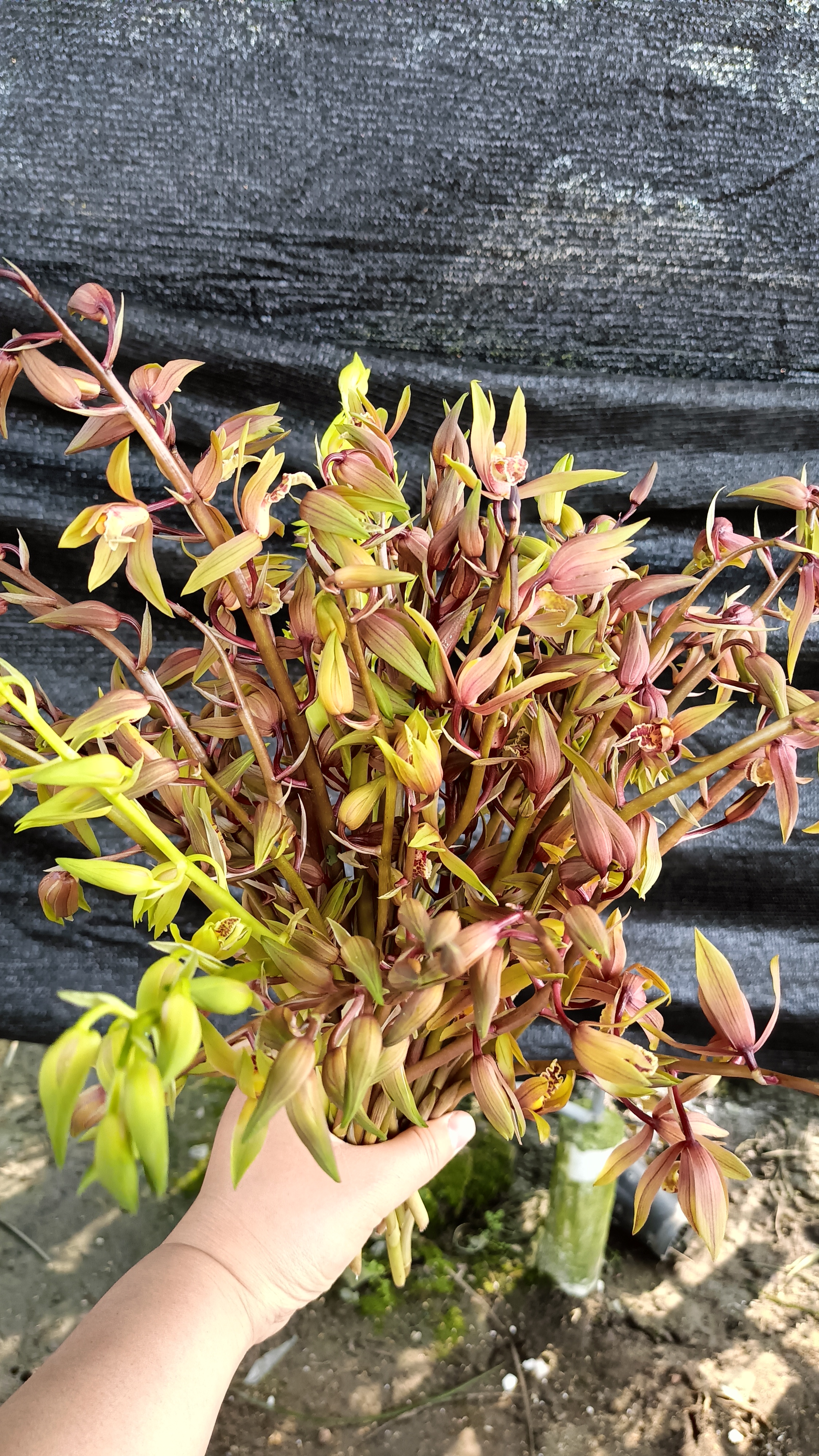 兰花转用  脱盆发货   露天自然苗