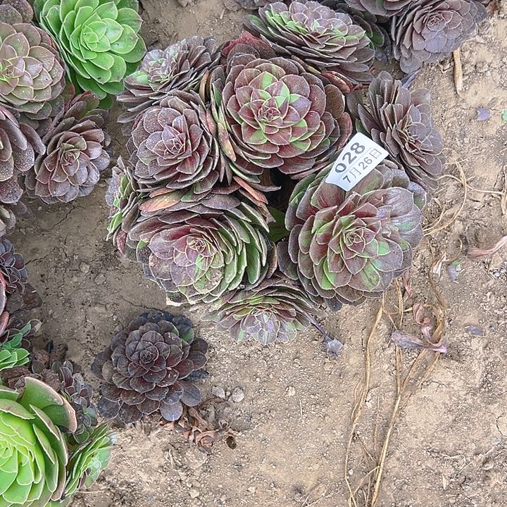 7.26-28花月夜多肉植物5