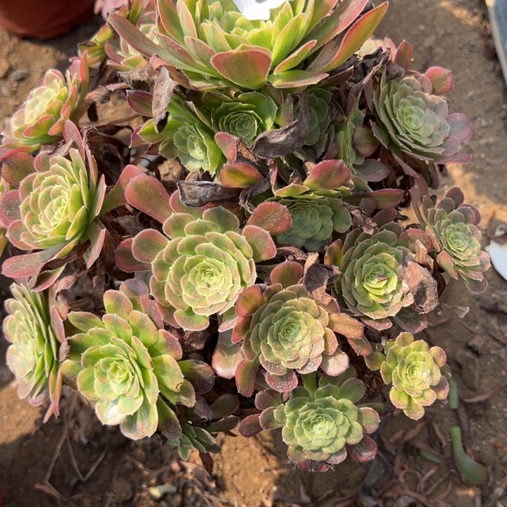 397舞天姬多肉植物1