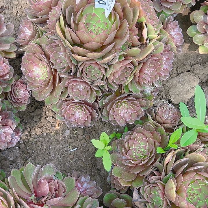 7.18-79桃花石多肉植物5