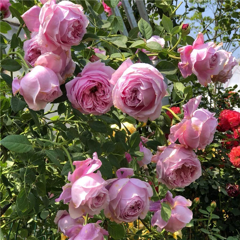 自由精神藤本月季花大苗阳台庭院四季开花卉特大花浓香奥斯汀玫瑰
