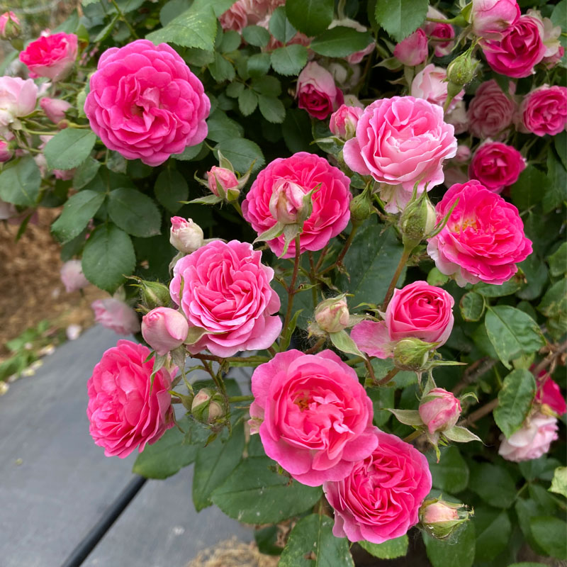 胭脂扣藤本月季多头群开花量大爬藤快阳台庭院盆栽玫瑰苗蔷薇爬墙