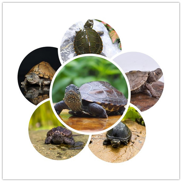 人工养殖 草龟小乌龟 宠物龟 直播链接深水浅水耐养