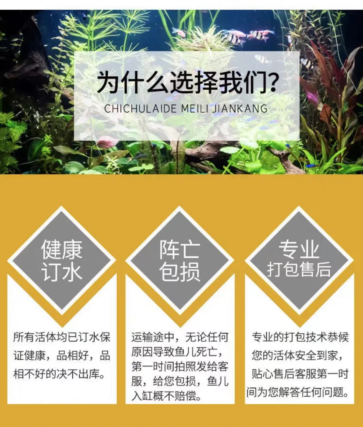 vip客户专选观赏鱼（入缸后不包损）