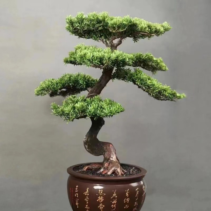 绿化盆景。行道树。庭院盆景