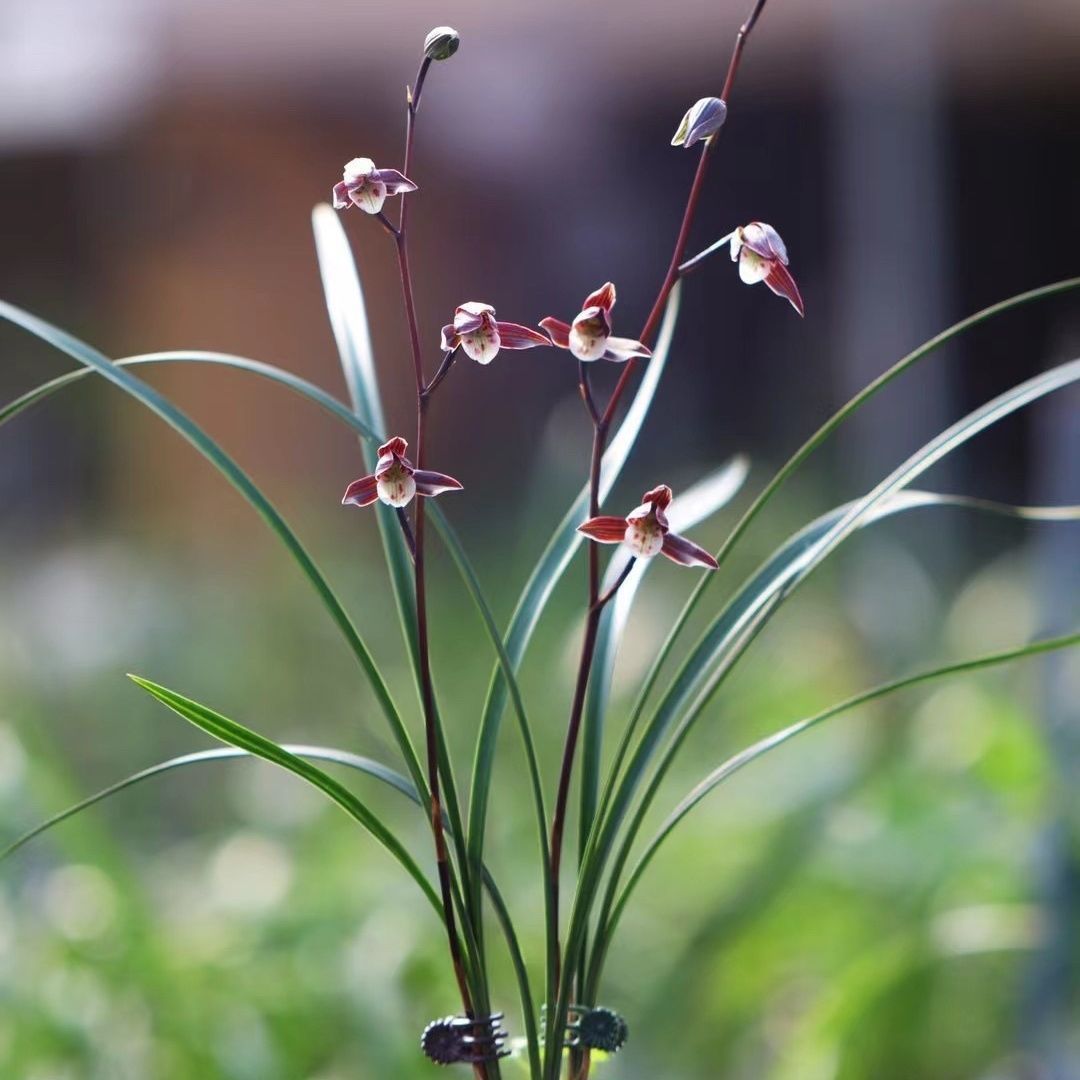 本地寒兰一物一拍