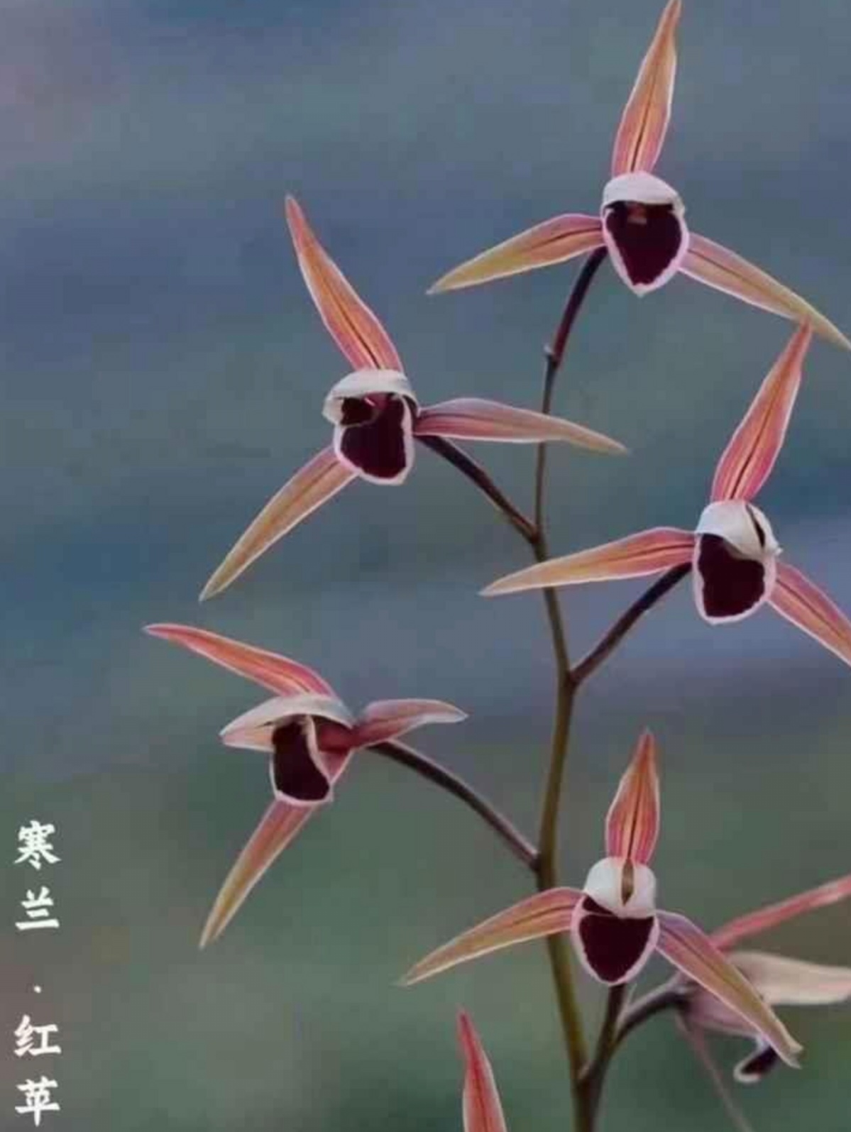 寒兰红苹果一杆多花 苗型漂亮