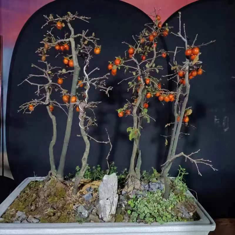 老鸦柿~金弹子~红枫展示图