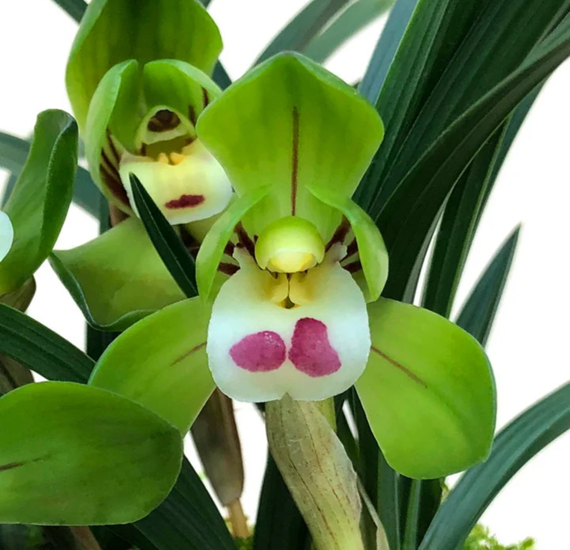 【阿萧的兰花】大团圆 春兰 矮种浓香型 荷瓣 裸根发货