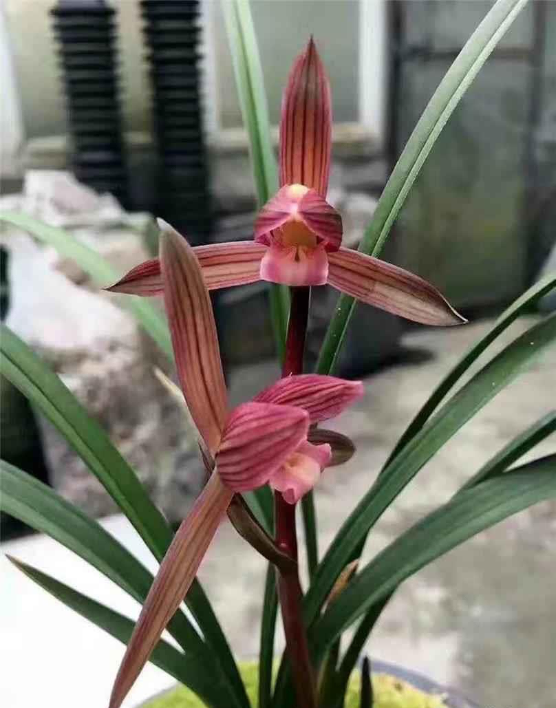 【一物一拍】以直播间为主（建兰 四季兰）直播专用链接误拍随机发货 