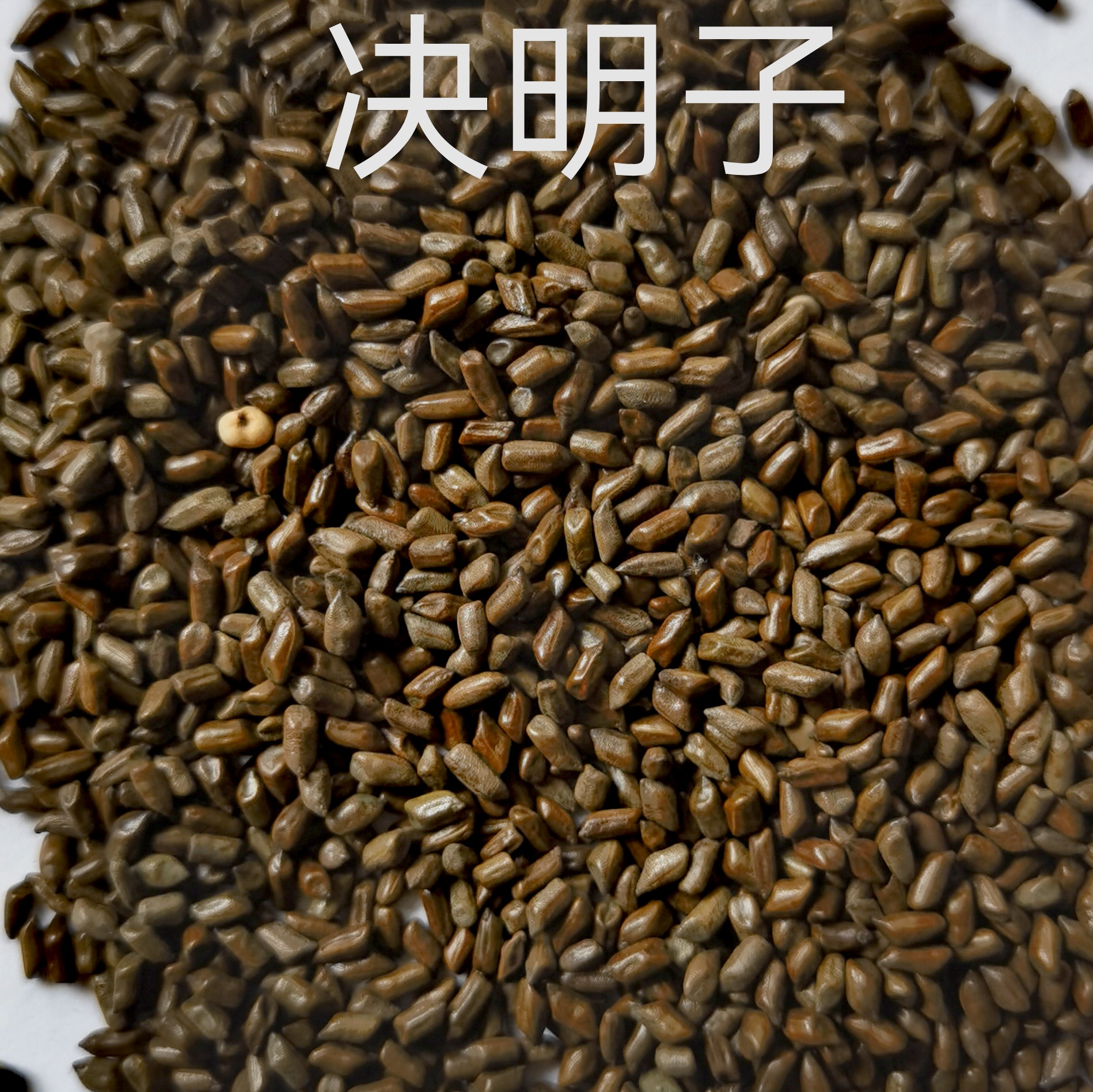 决明子泡水喝1斤/2斤/5斤专用
