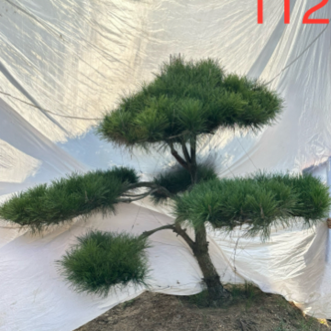 超高性价比景观松，意向金