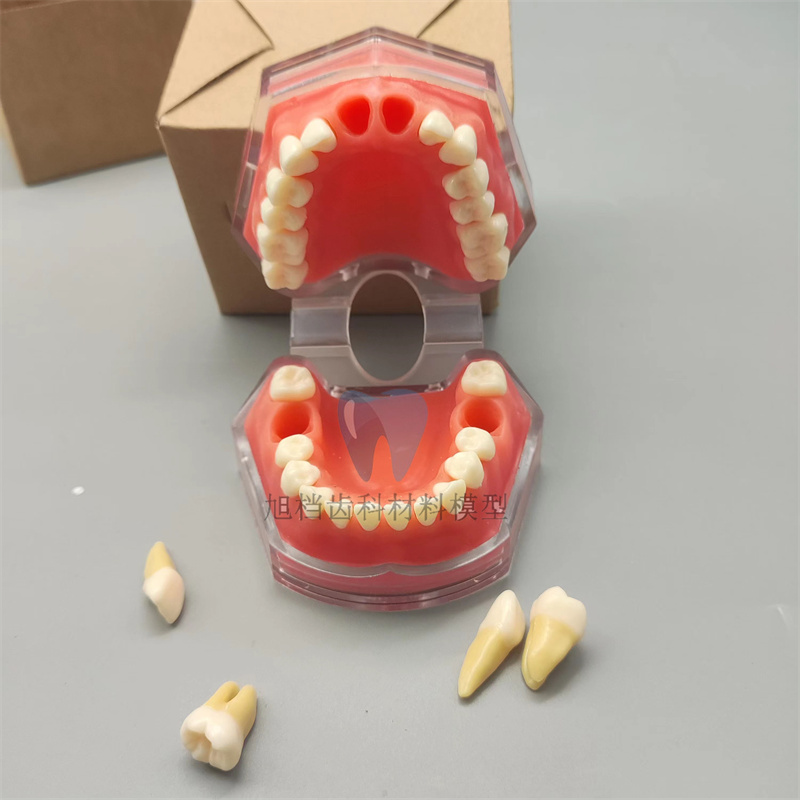 牙科模型口腔学生教学练习拔牙拆卸牙齿可拆卸牙龈全口牙齿模型