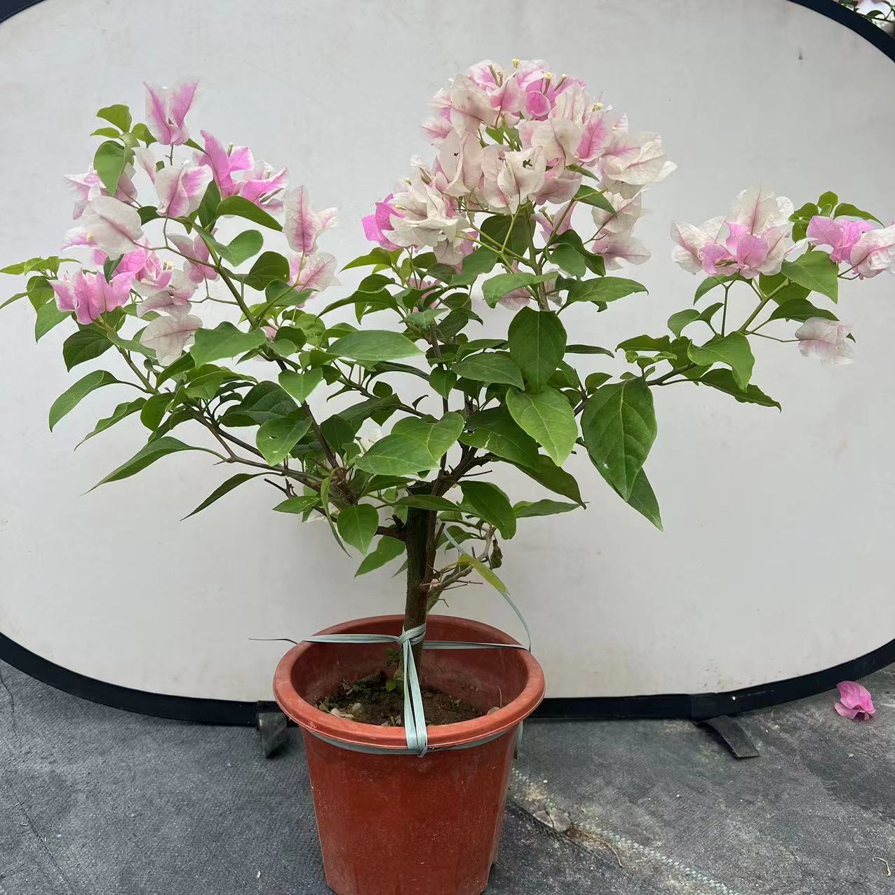 百花源园艺三角梅四季勤花章红樱好看的花色