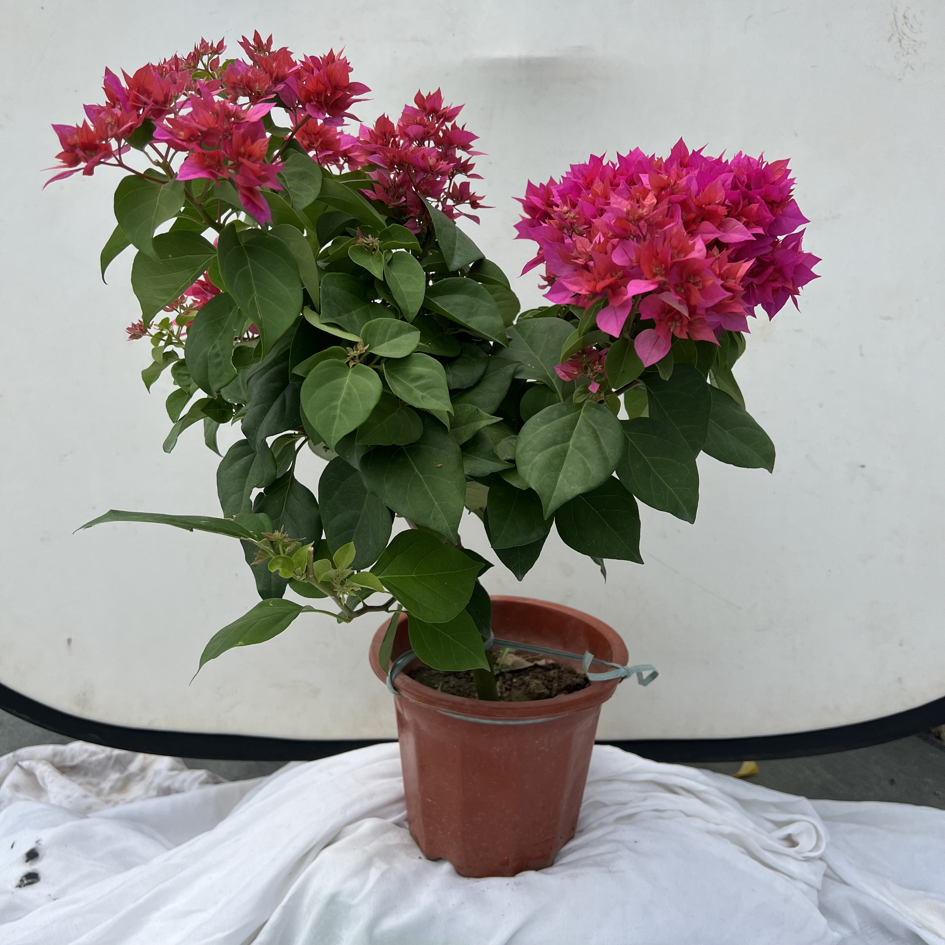 百花源重瓣红三角梅勤花系列