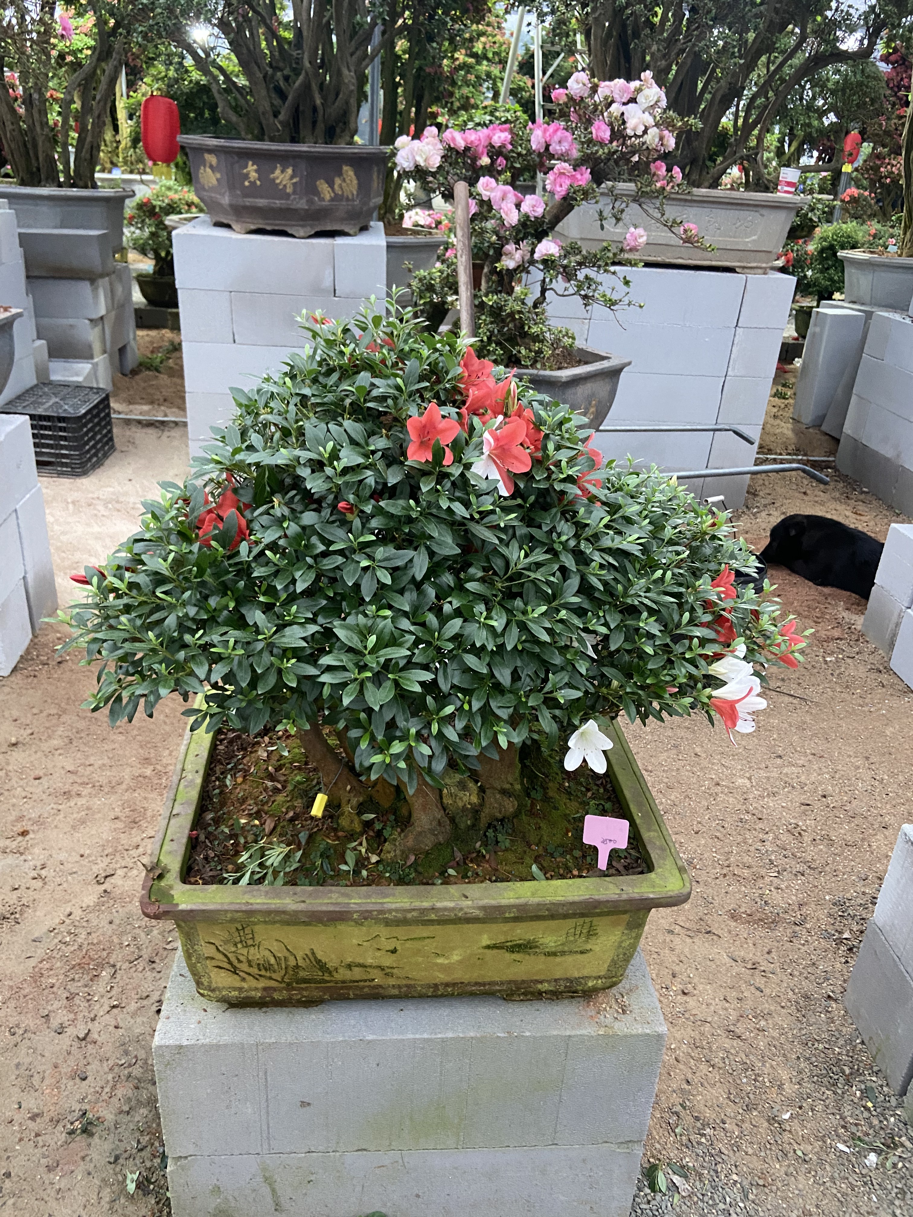 (二姐杜鹃) 皋月杜鹃盆景五彩夏娟 春彩七彩 多色花