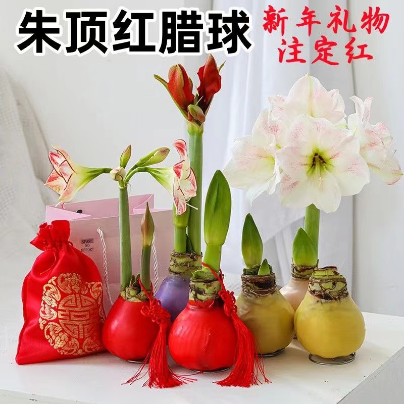 朱顶红蜡球年宵花封蜡蜡球内装饰无需水土养活