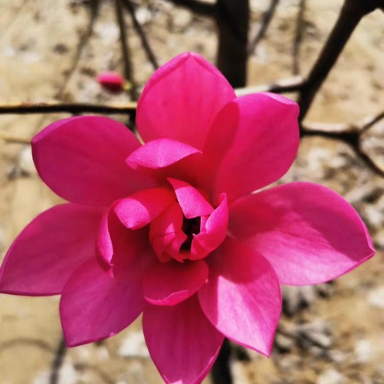 玉兰海棠直播专享一物一拍