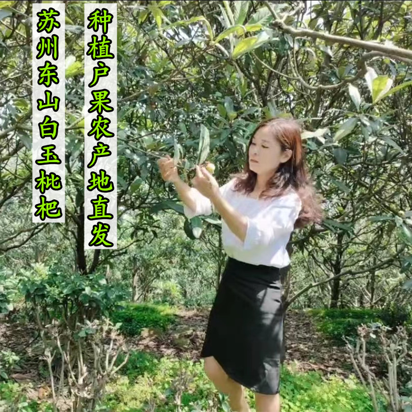 〖72颗特大果〗鲜甜苏州原产地东山白玉枇杷新鲜采摘5斤优质礼盒装