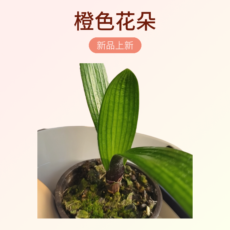 君子兰品种绿植一年苗