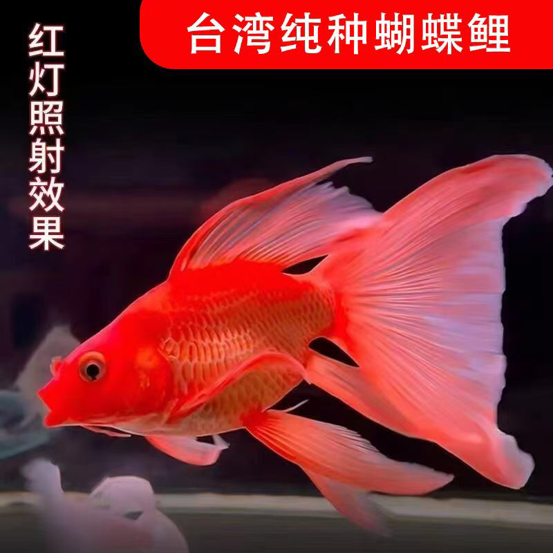 精品红蝴蝶鲤大鳍长尾普身贵妃龙凤锦鲤蝶鲤观赏鱼苗好养耐活