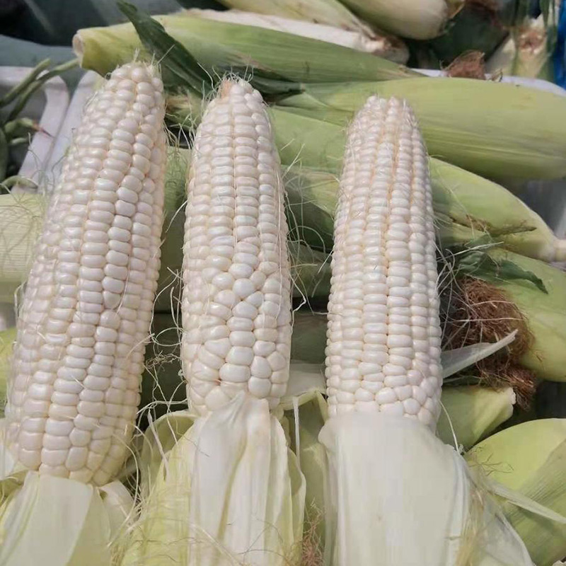 四季锄禾 甜糯玉米（5斤）江浙沪皖包邮