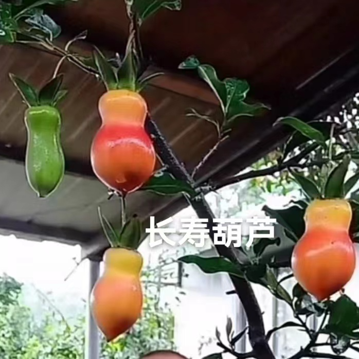 金弹子直播专用链接勿拍