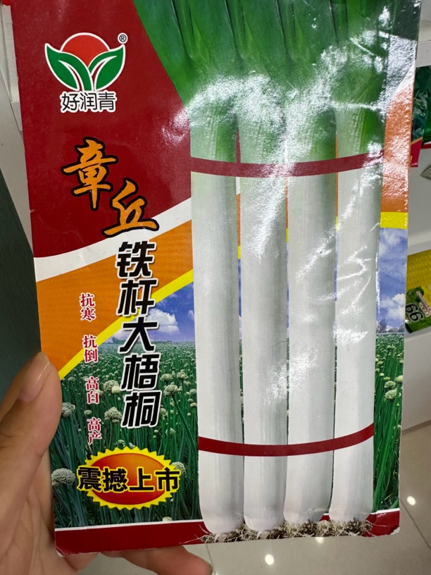 章丘铁杆大梧桐种子
