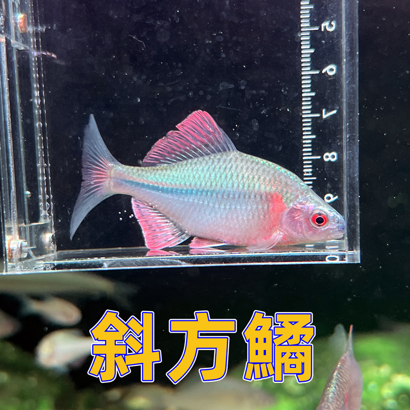 斜方鱊 鳑鲏鱼 冷水好饲养原生鱼
