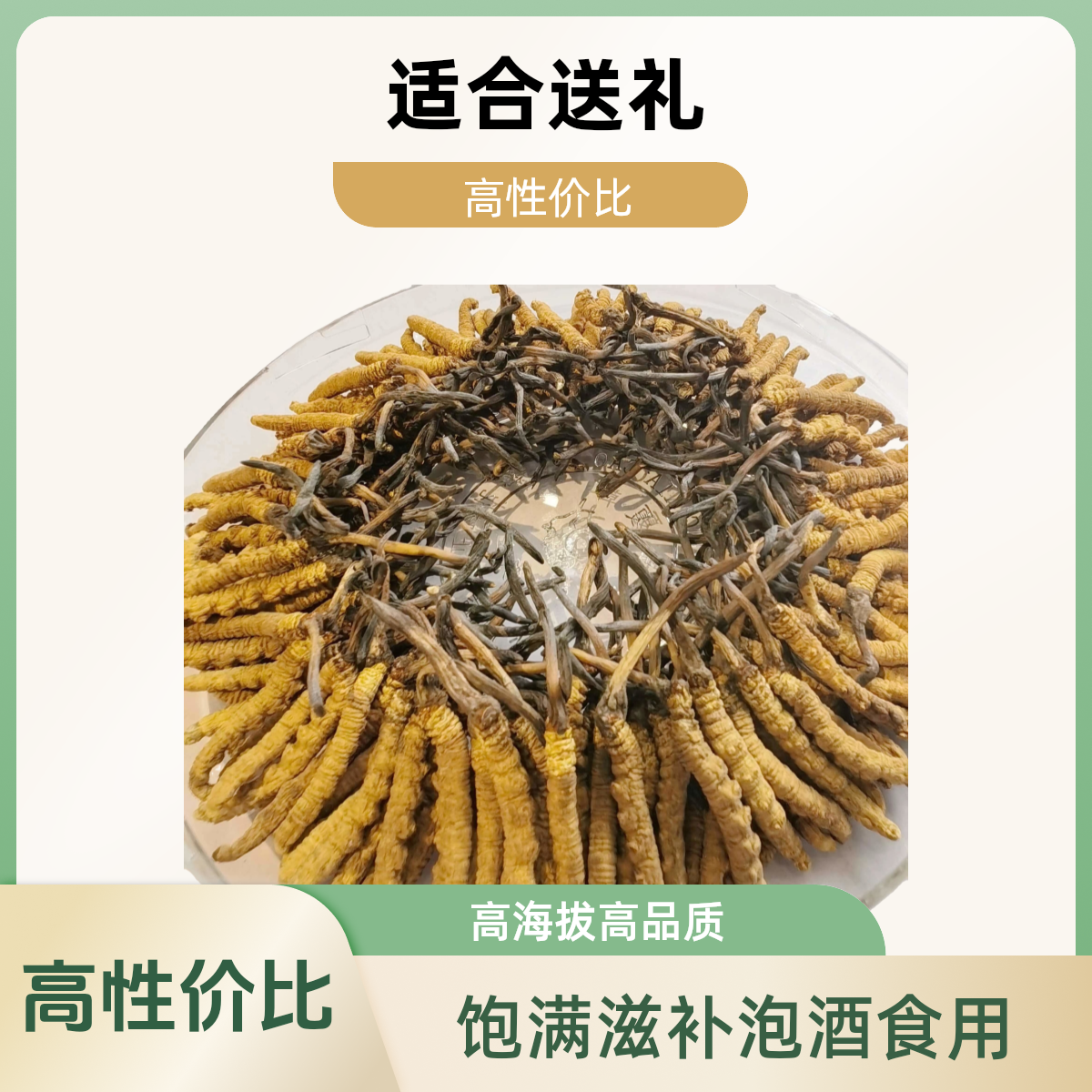 吉草元西藏那曲比如扎拉沟高海拔精品冬虫夏草10根装