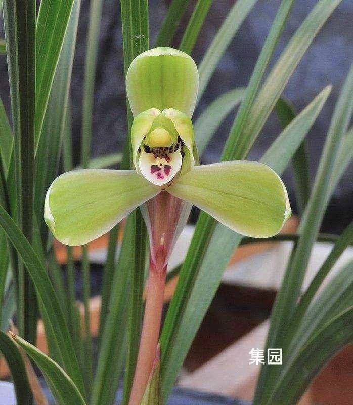 春兰名品老八种 集圆 好养易活绿植盆栽花卉兰花苗