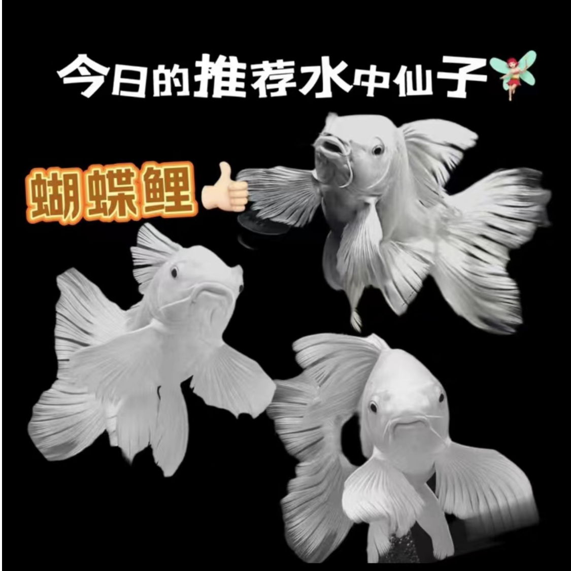 精品蝴蝶鲤鱼随意改链接观赏鱼养鱼饲养活体发货养殖耐活纯种混养