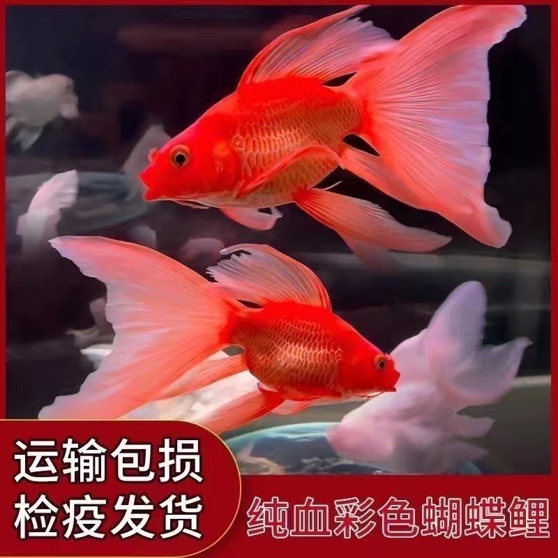 精品蝴蝶鲤鱼红色短身观赏鱼养鱼饲养活体发货养殖耐活纯种