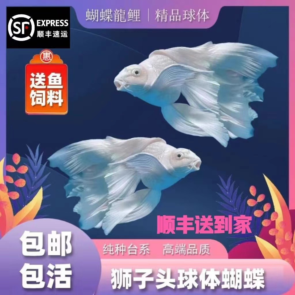 精品蝴蝶鲤鱼石膏白贵妃普身观赏鱼养鱼饲养活体发货养殖耐活纯种