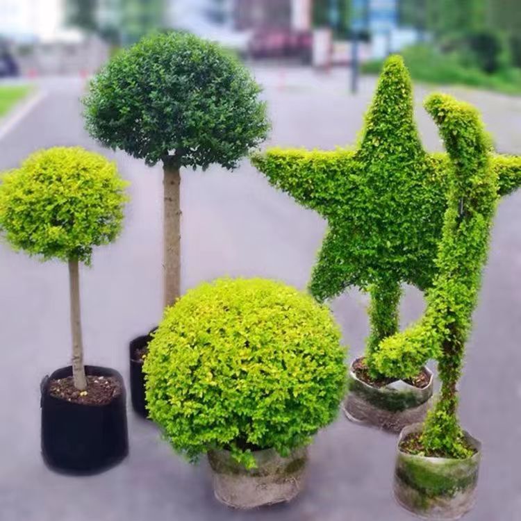 四季常青庭院盆栽植物栽植耐热耐寒多年生抗冻别墅造型棒棒糖