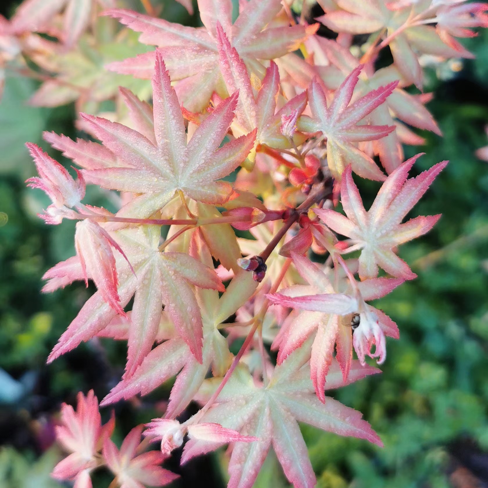 园艺枫树盆栽花园阳台庭院植物
