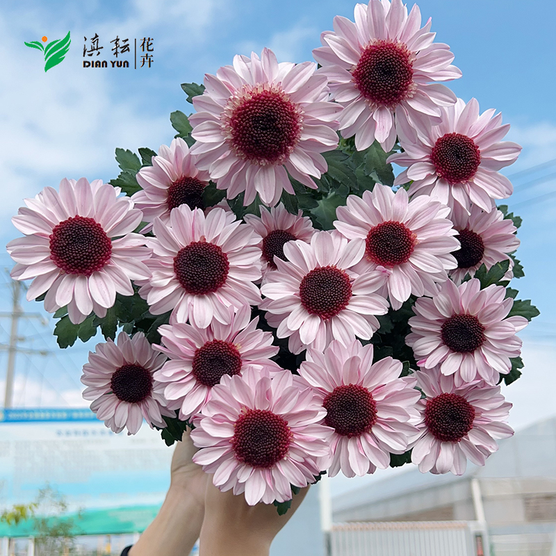 太阳粉草莓熊盆栽小雏菊可爱原盆发货适宜养护清新可爱植株好养护