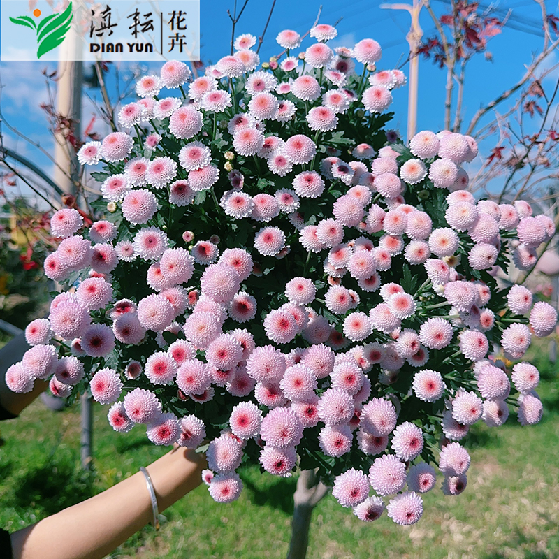 珠玉之卵小雏菊带花苞温柔花园植株基地发货盆栽菊花阳台庭院趣味