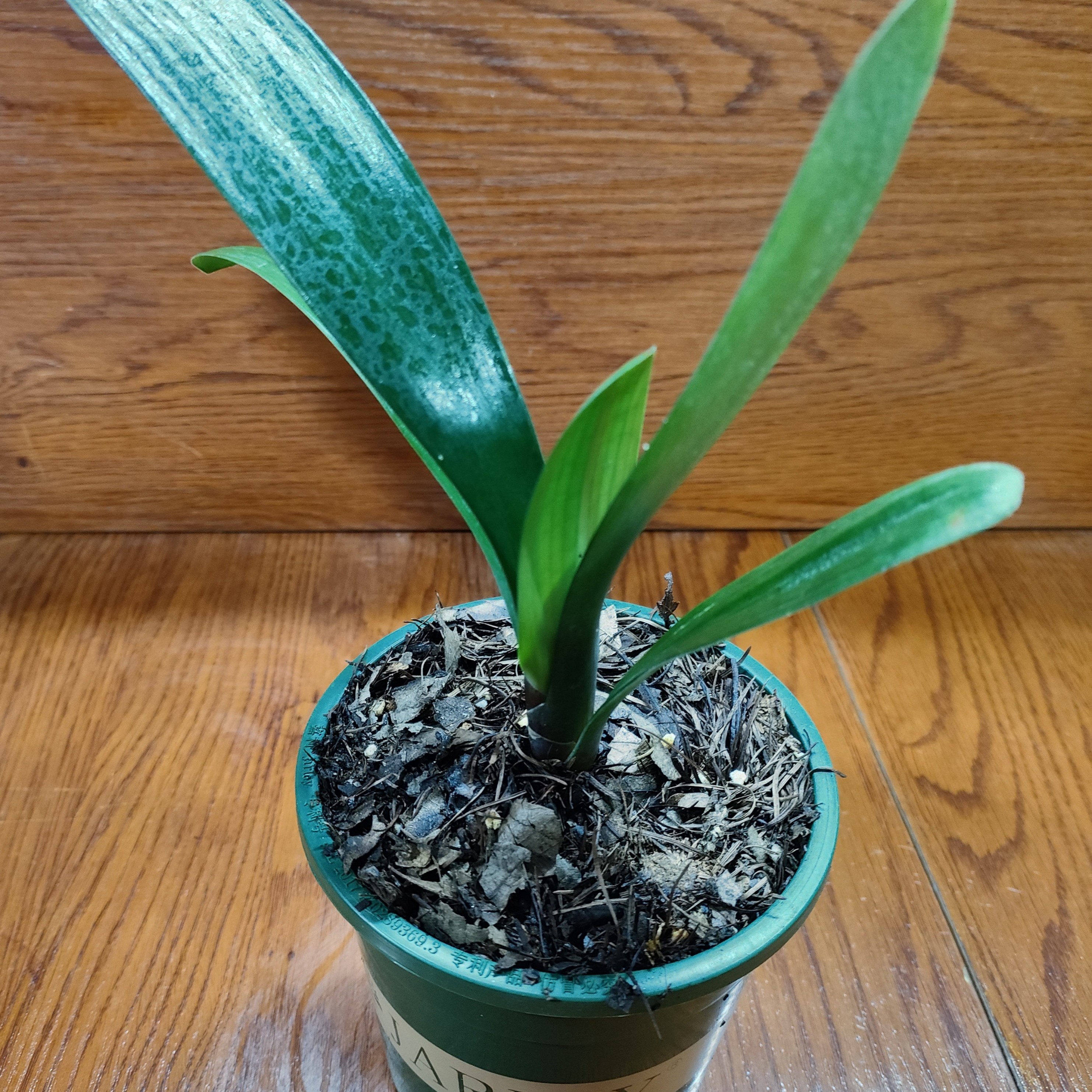 君子兰花苗盆栽蝴蝶兰室内绿植四季常青植物粉美人