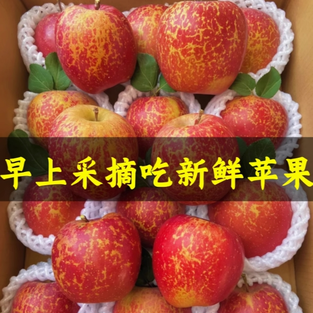 新鲜水果好吃的苹果水果