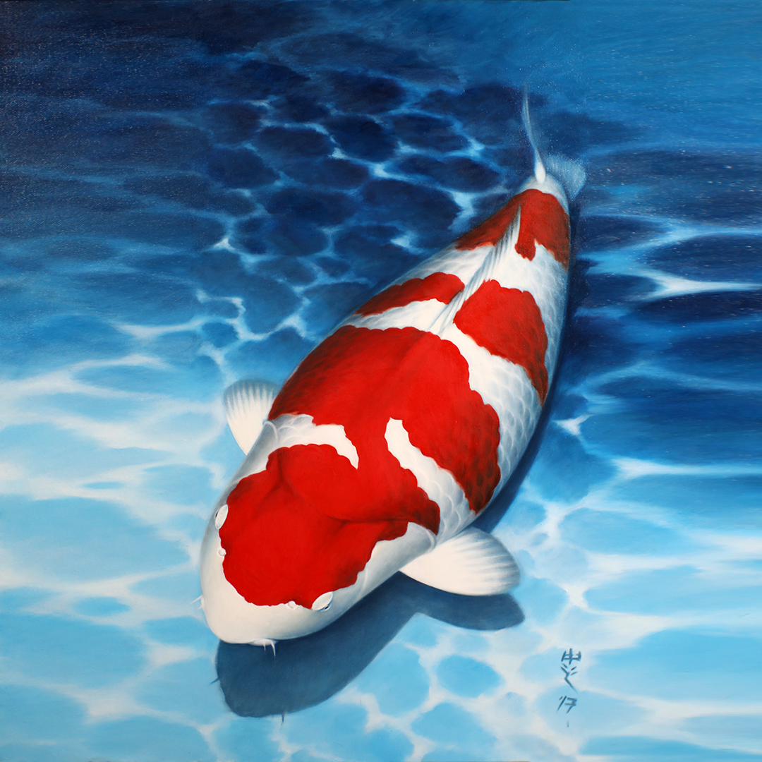 包邮【直播专用02号】锦鲤鱼 实物以直播间为准