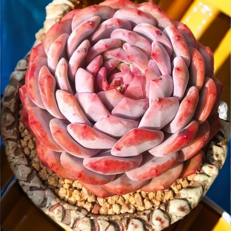 千佰艺精品老桩多肉植物一物一拍梦露冰玉