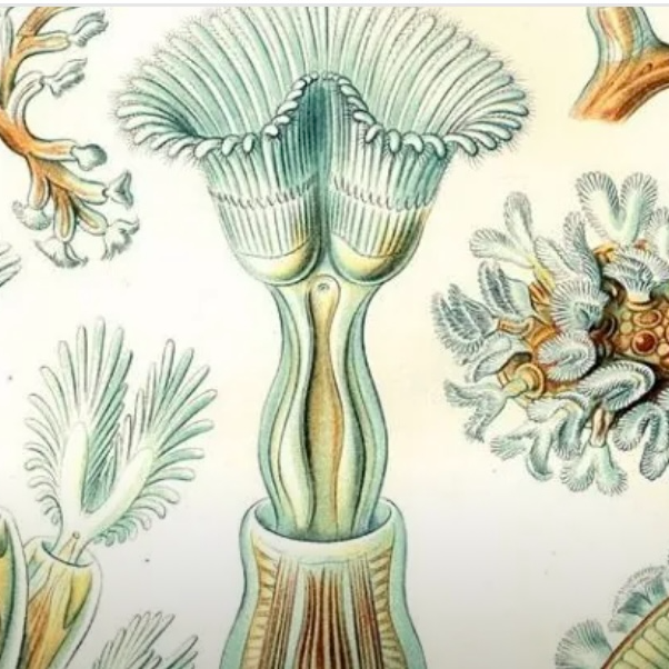 直播间摆件专拍链接，一物一拍