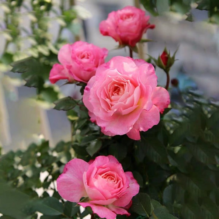 海神王微型月季花苗庭院阳台盆栽花卉大花勤花多季开花浓香粉色