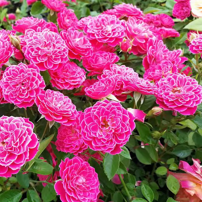 新西兰马里奥塔微型丰花矮小月季庭院阳台