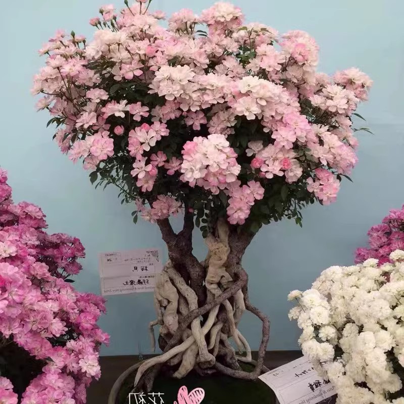 樱坂 樱贝月季花卉超级微型月季庭院阳台花园四季开花